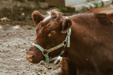 resting barnyard cow