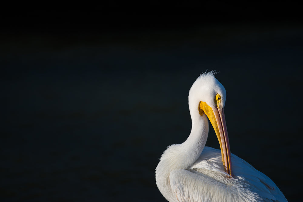resting pelican