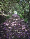 rhododendron path