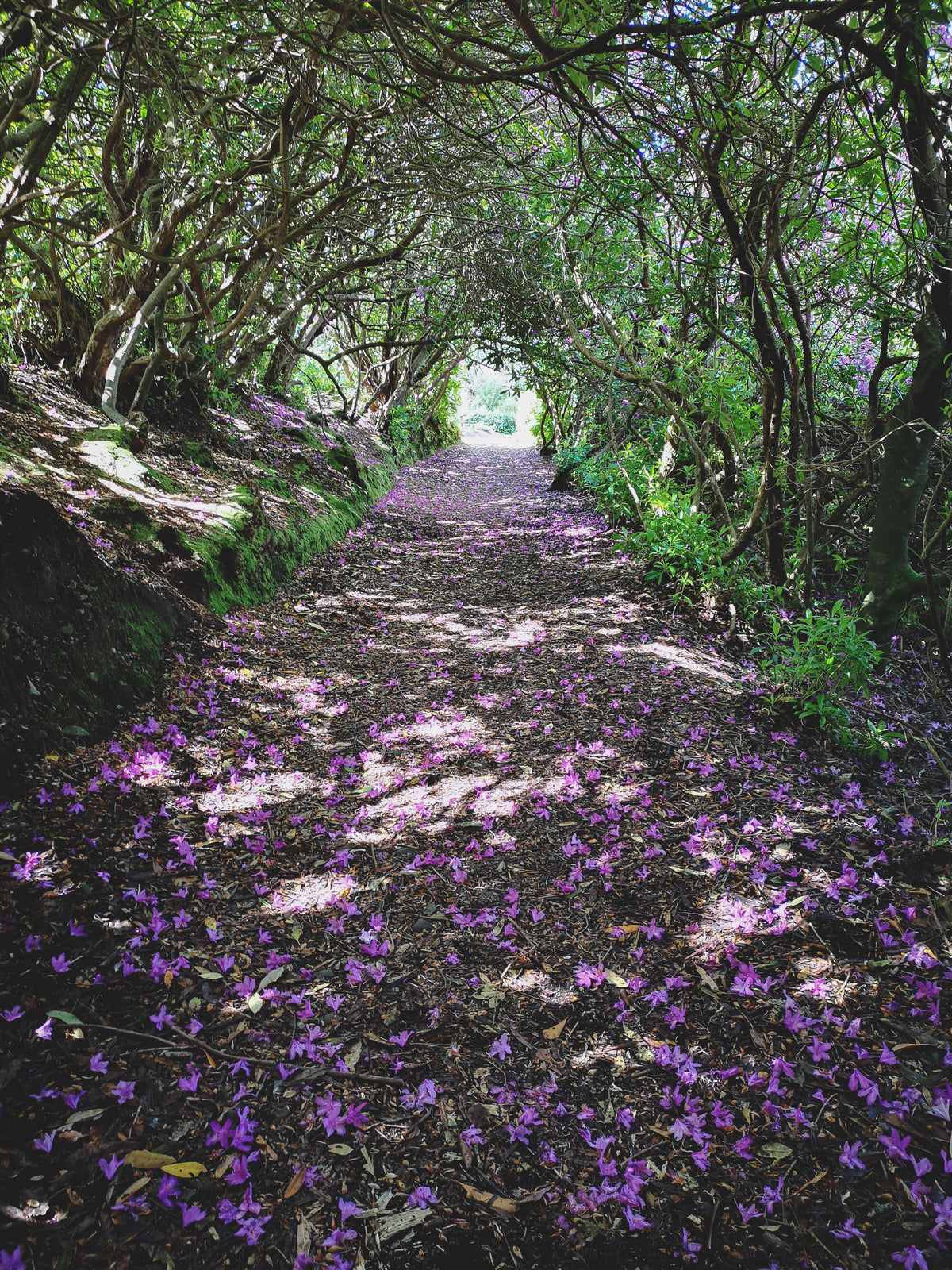 rhododendron path