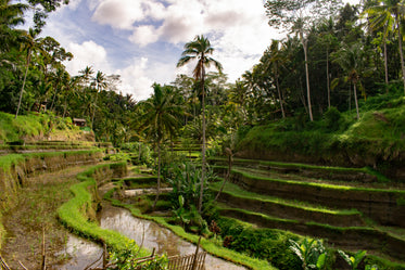 rice fields sculpted into the landscape