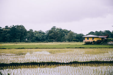 rice paddies surround yellow house
