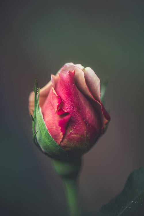 rich colored closed rose bud