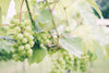 ripe green grapes on the sunny vine