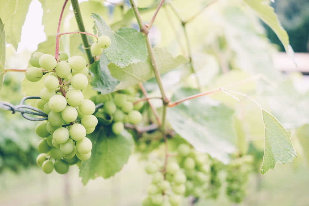 uvas verdes maduras na videira ensolarada