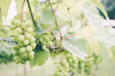 uvas verdes maduras na videira ensolarada