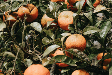 ripe oranges fill an orange tree branch