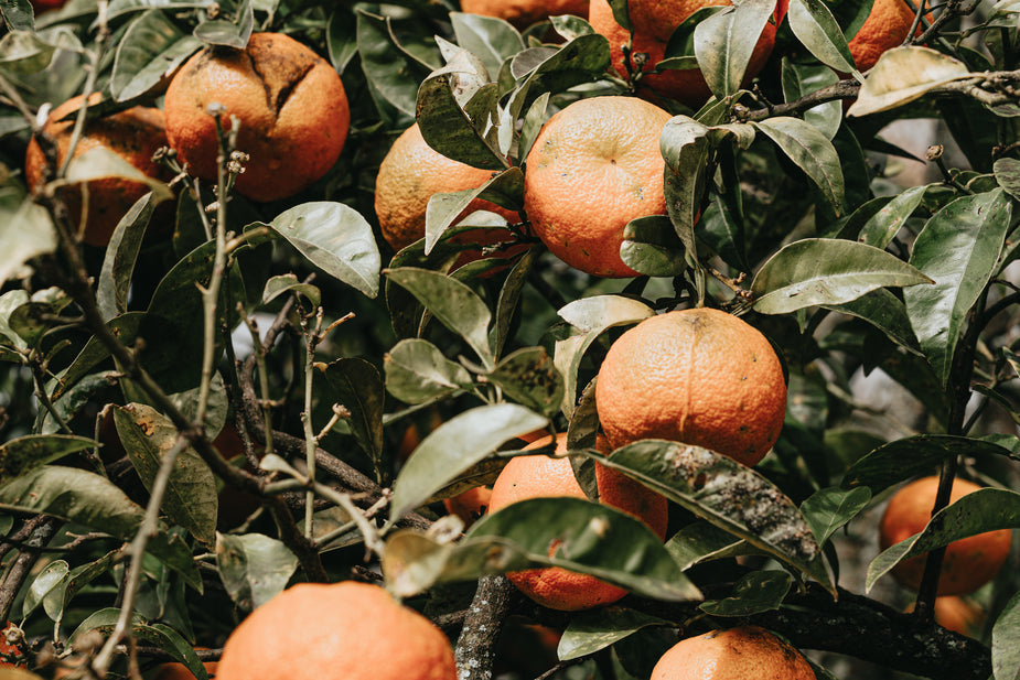 Over Ripe Ornages Browse Free HD Images of Ripe Oranges Fill An Orange Tree Branch