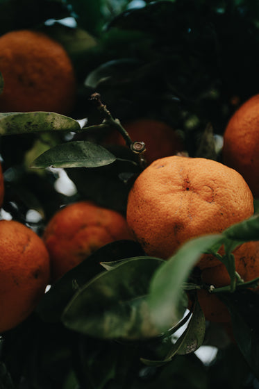 ripe oranges in a green leafed orange tree