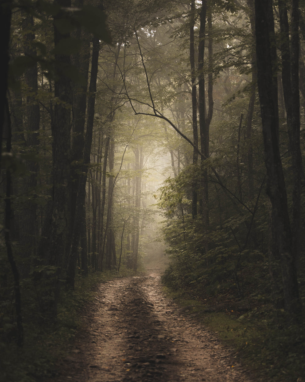 road lined with misty fog and green trees