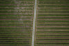 road through crop field