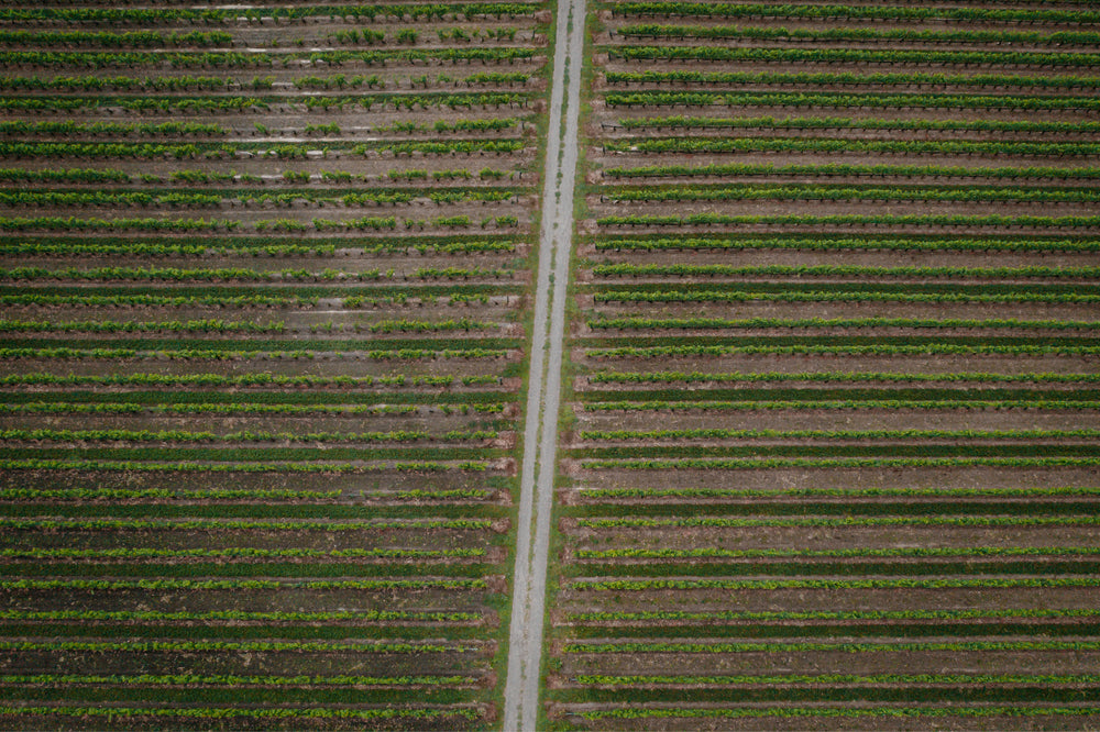 road through crop field