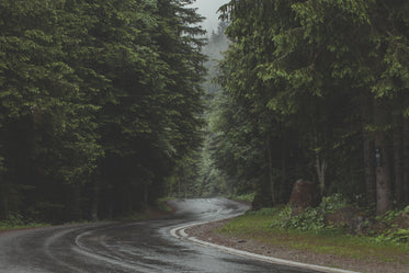 road through dense pine forest