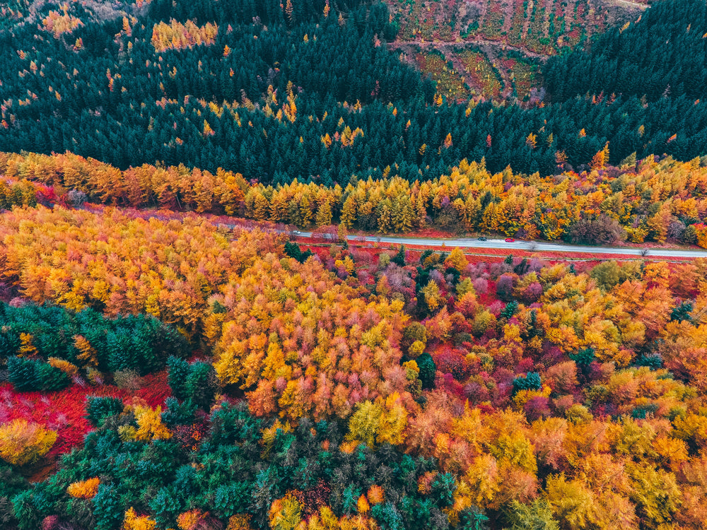 road winding through colourful trees