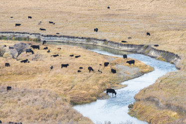 roaming cattle graze by prairie creek
