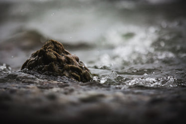 rock sticking out of water