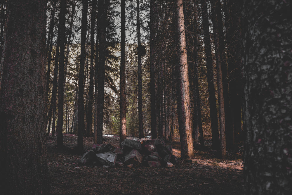 rockpile in forest