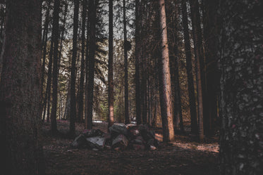 rockpile in forest