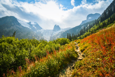 rocky mountain path framed by greenery and bathed in sunlight