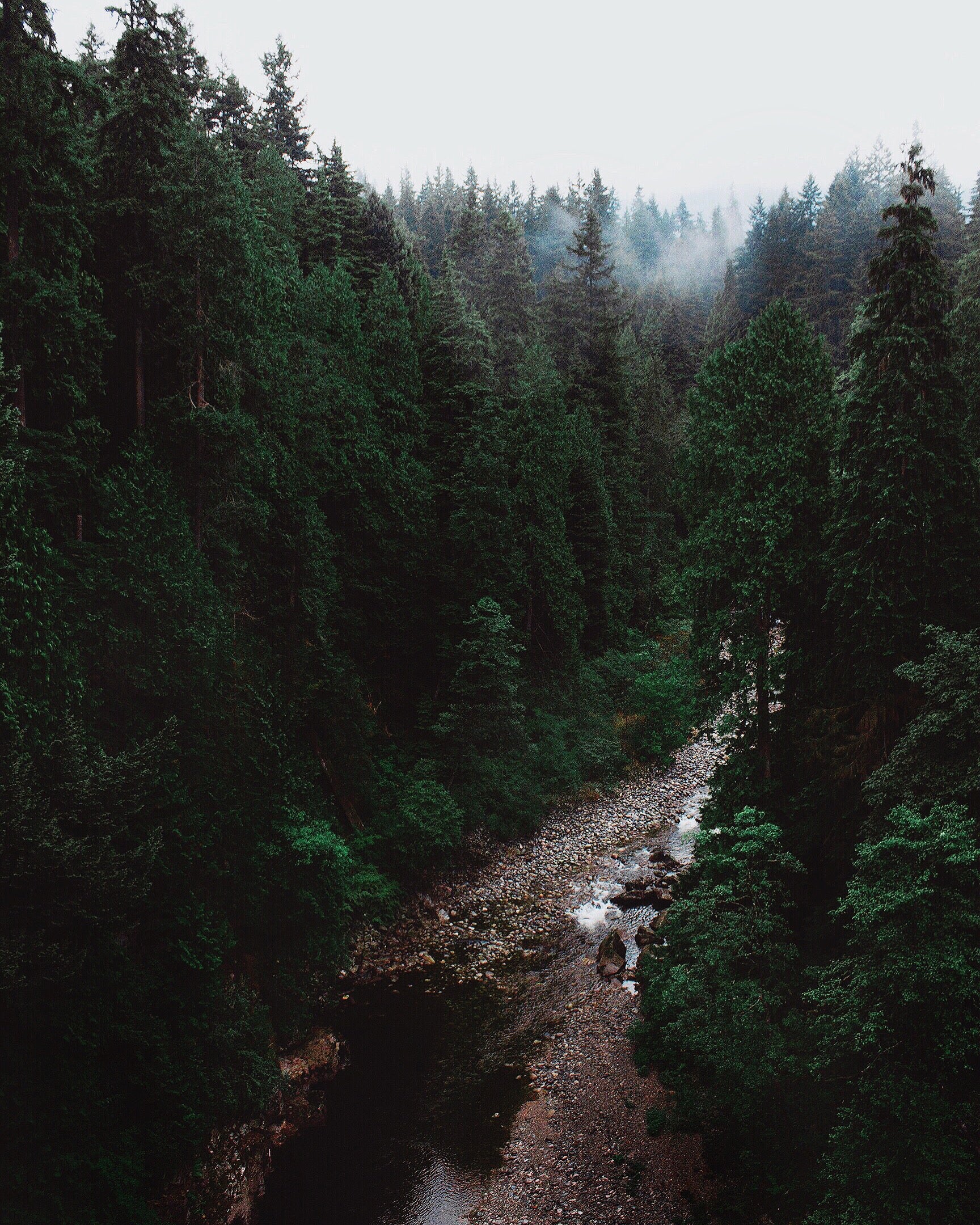 River Water in Forest, Rocky River Side Stock Photo - Image of grass,  scenery: 165302448