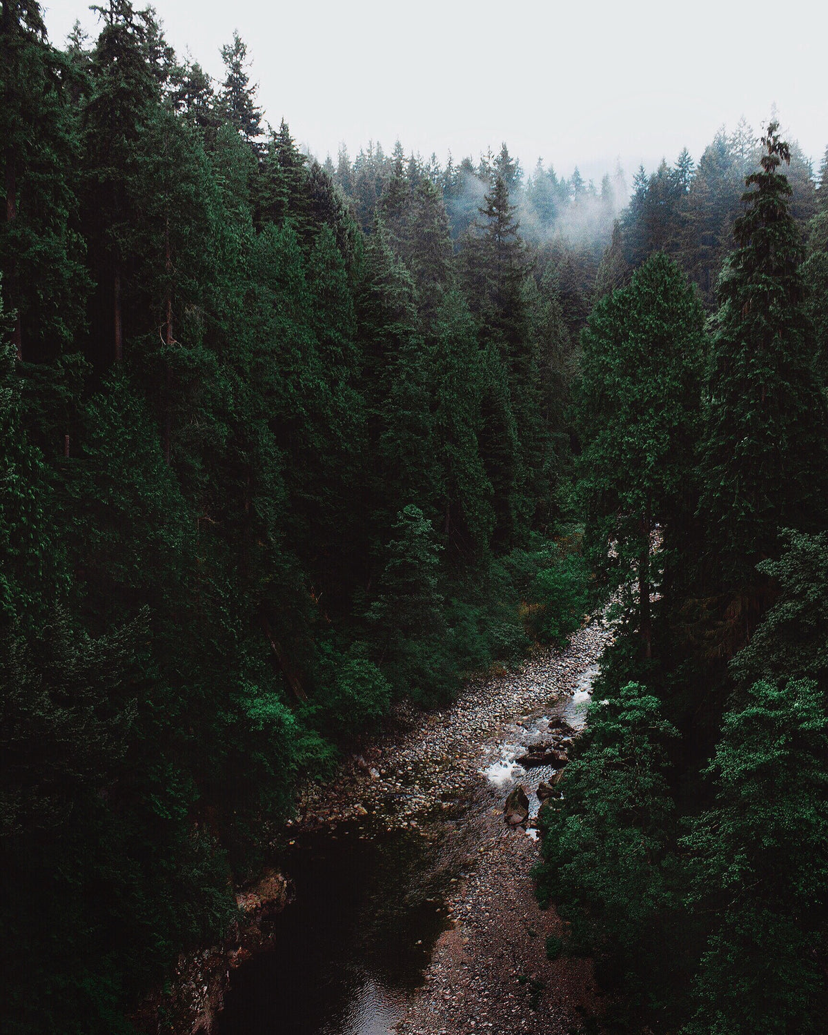rocky river in dense forest