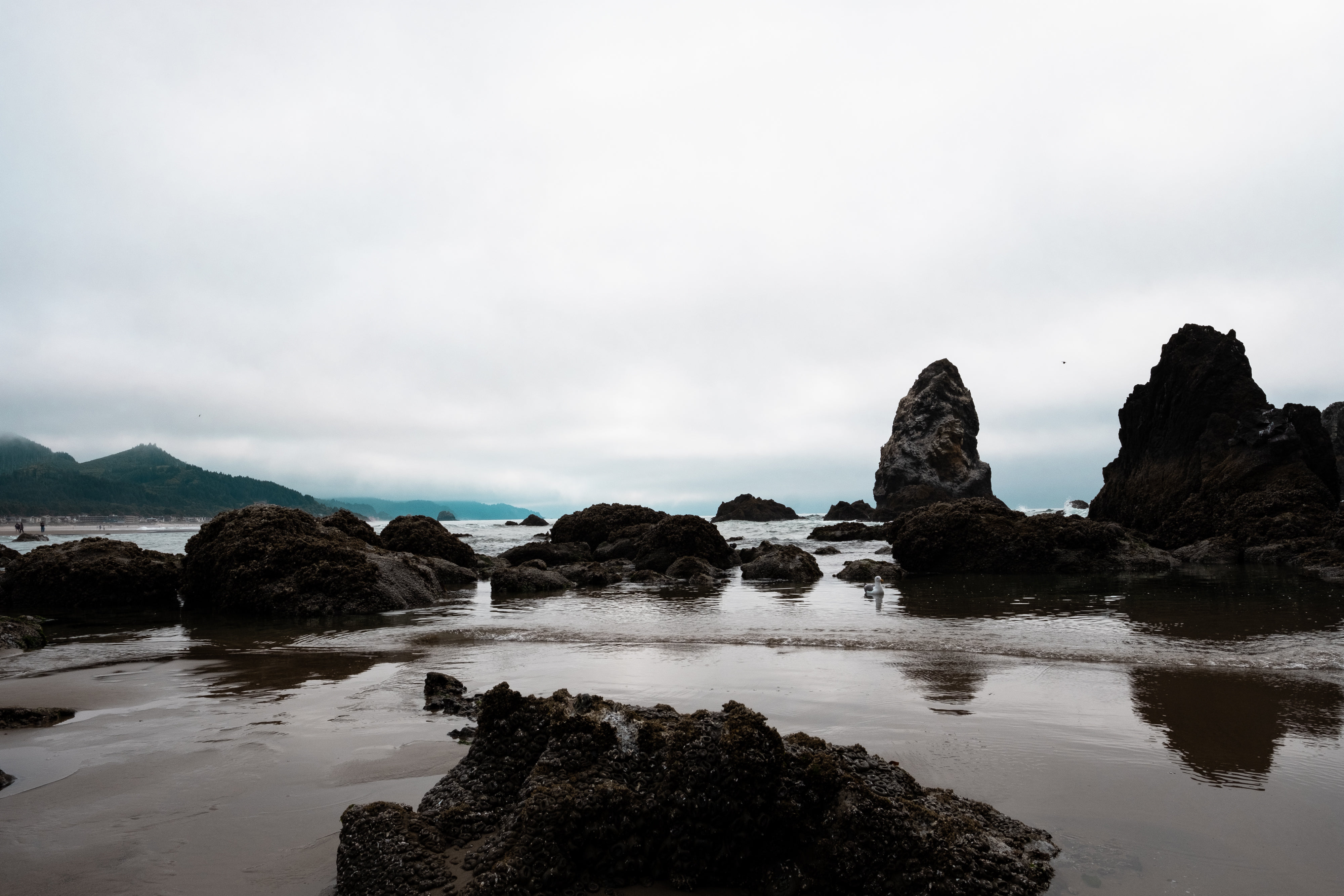 Rocky Shores Of Oregon Usa