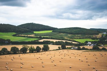 rolled hay bales on farm land