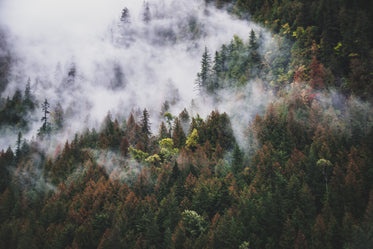 rolling fog crawls down thick forested hills