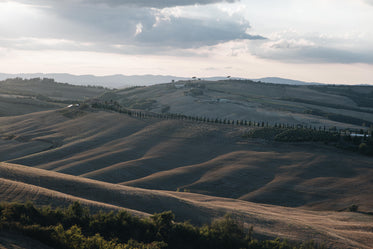 rolling hills lead to a road lined with trees