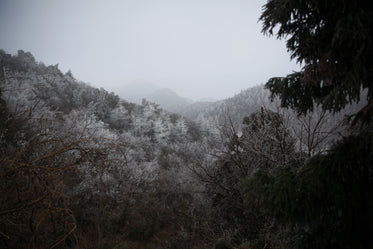 rolling hills with snow and ice covered trees