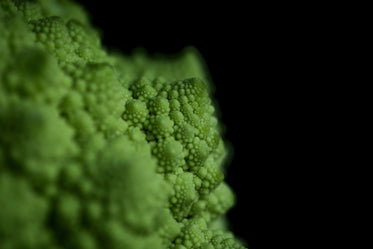 romanesco broccoli against a black background
