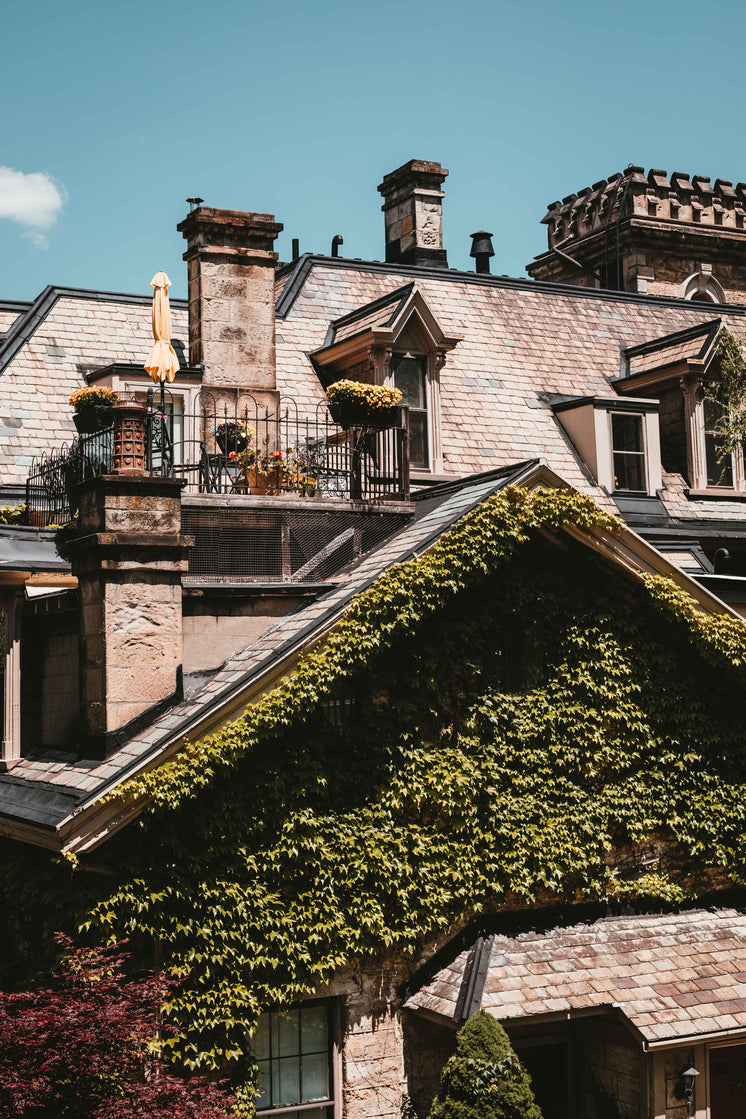 Romantic Balcony Atop An Ivy-Covered House