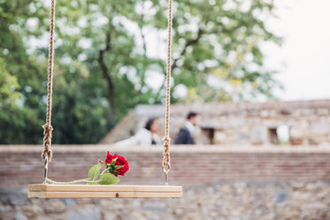 romantic rose on swing