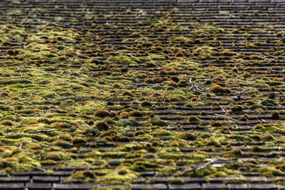 rooftop growth