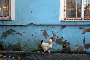 rooster with red head walks by a rustic blue wall