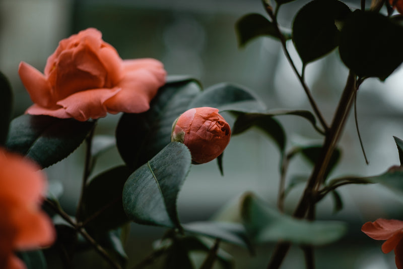 A contrasting red rose bud