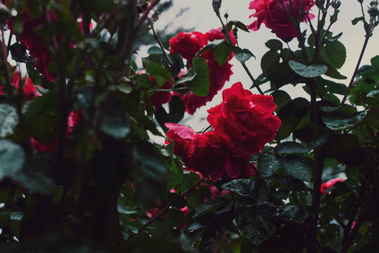 rose-bushes-in-bloom.jpg?width=746&format=pjpg&exif=0&iptc=0