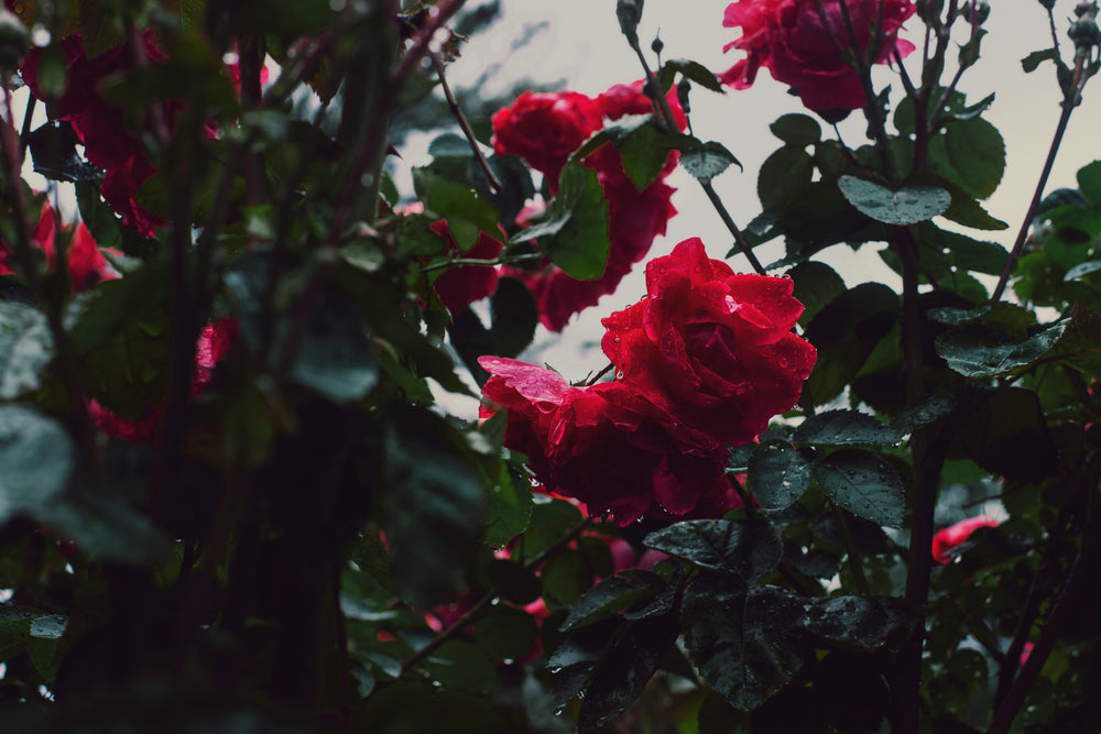 rose bushes in bloom