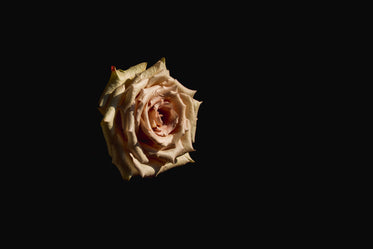 rose on black background