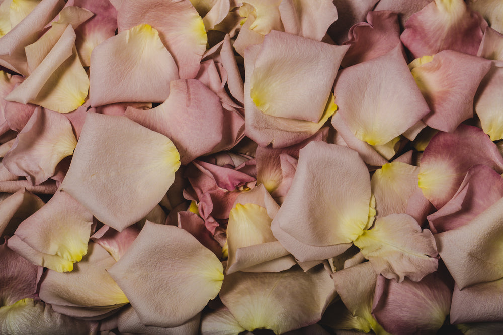 rose petal texture