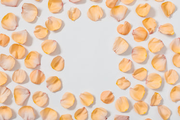 Browse Free HD Images of Rose Pedals Framing White Surface