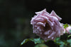 rose with water droplets