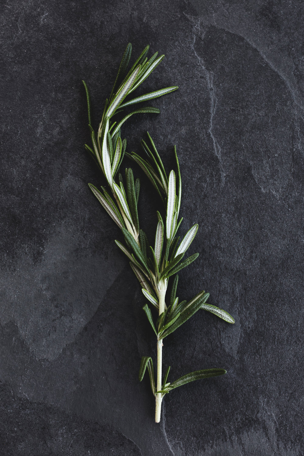 rosemary on slate