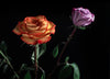 roses in the dark