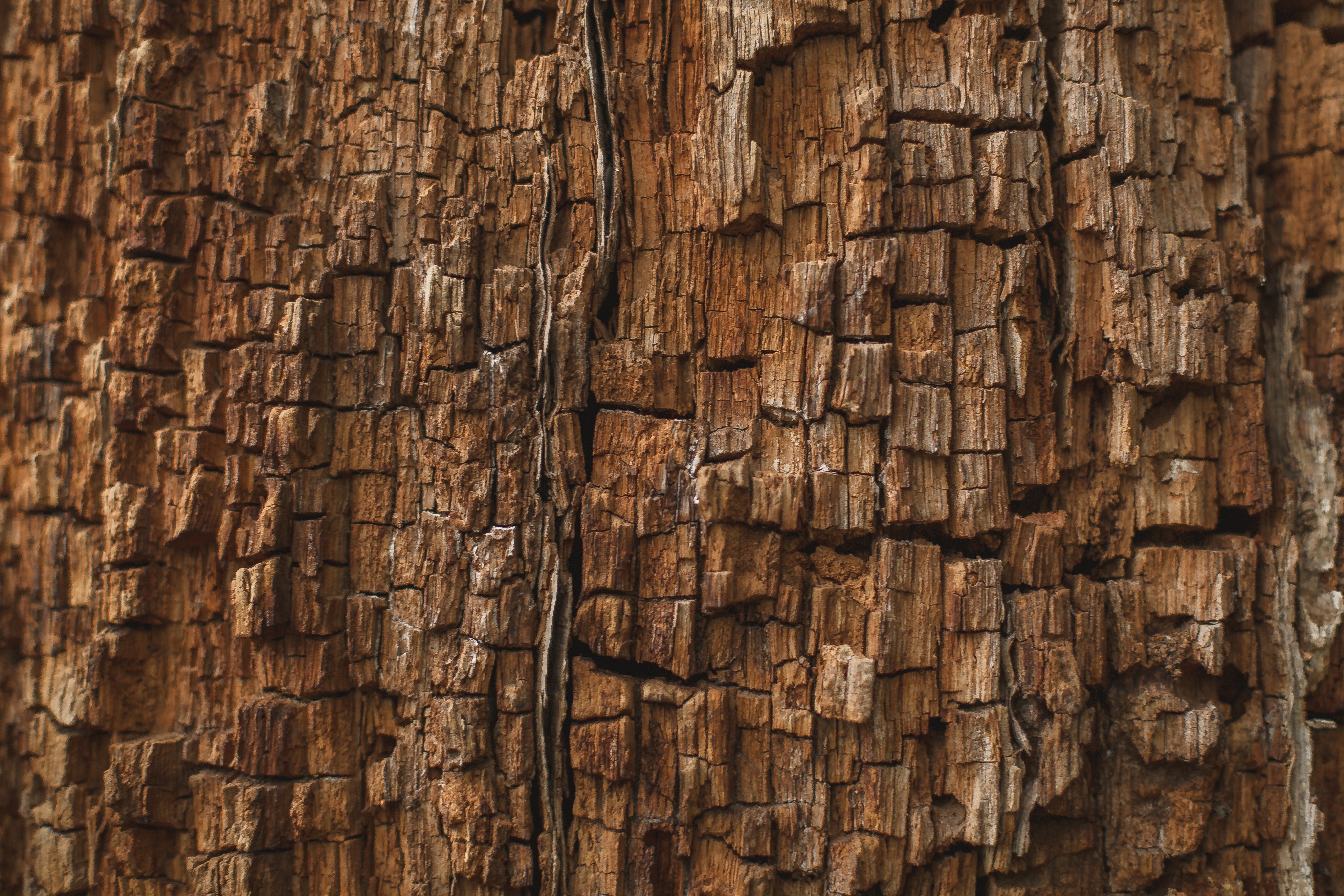 Old Tree Bark Texture Image & Photo (Free Trial)