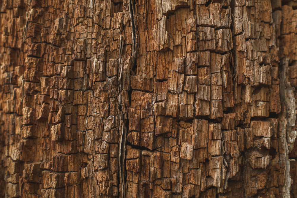 rotting wood texture