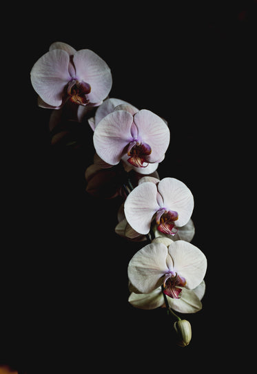 row of four orchid blossoms