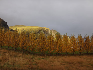 row of yellow trees by field and hills