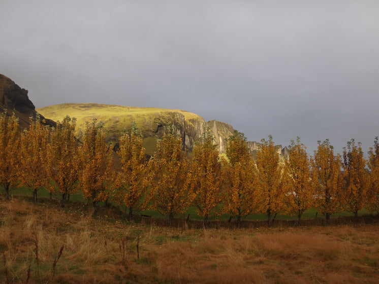 Row Of Yellow Trees By Field And Hills