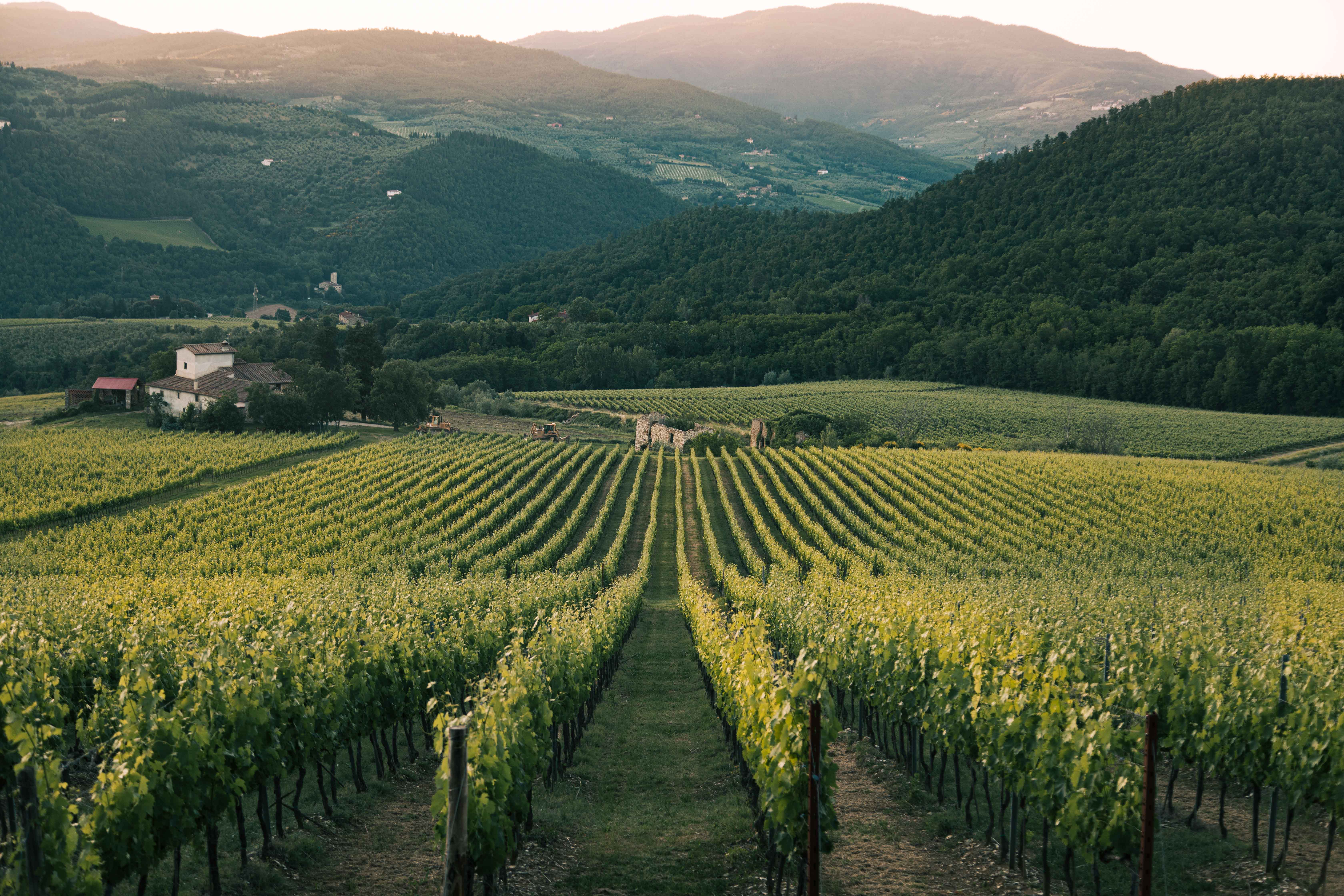 Rows Of A Vineyard On A Sunny Day